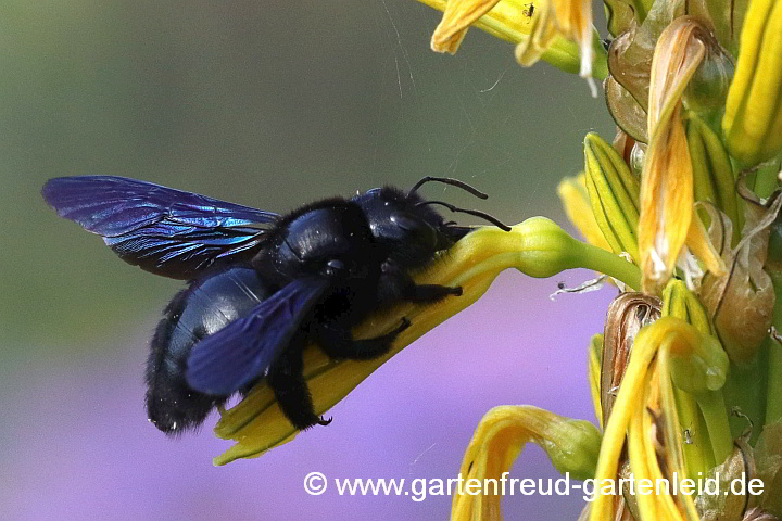 Blauschwarze Holzbiene (Weibchen) auf Asphodeline lutea (Junkerlilie)