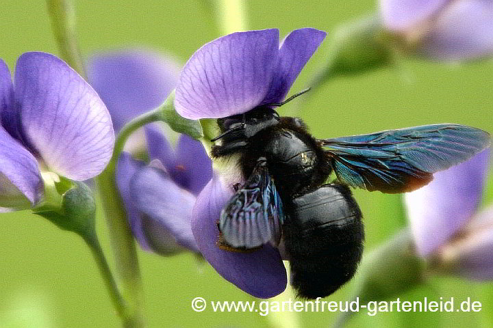 Xylocopa violacea (Blauschwarze Holzbiene, Weibchen) auf Baptisia australis