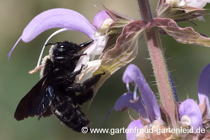 Holzbiene auf Salvia sclarea (Muskateller-Salbei)