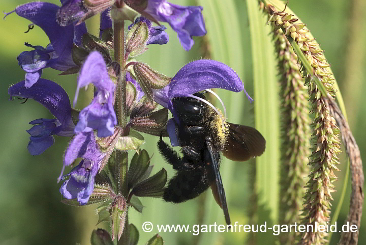 Holzbiene auf Salvia transsylvanica – Siebenbürgen-Salbei