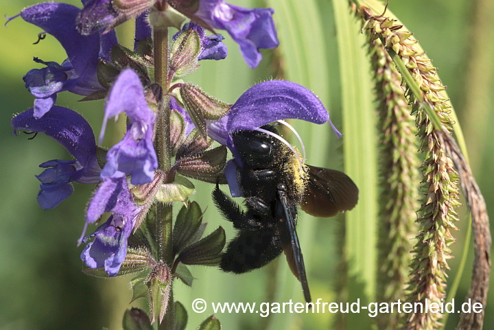 Holzbiene auf Salvia transsylvanica (Siebenbürgen-Salbei)