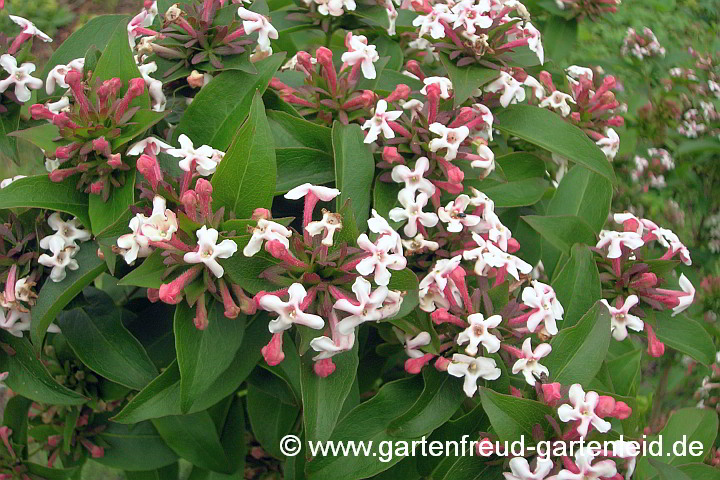 Abelia mosanensis – Abelie