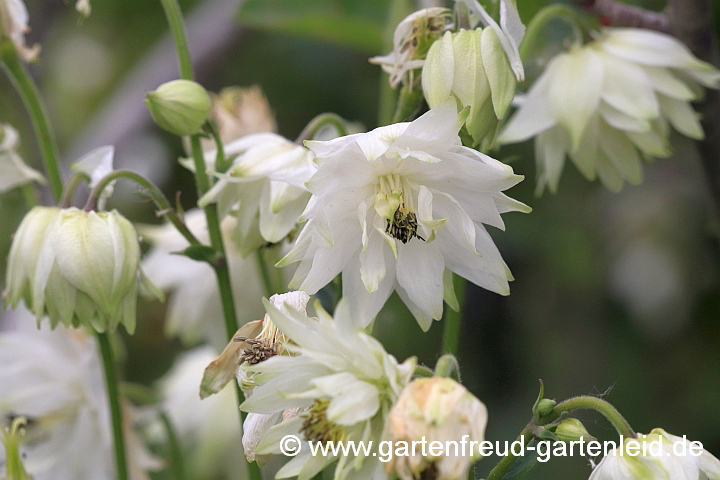 Aquilegia Clematiflora-Gruppe – Spornlose Akelei