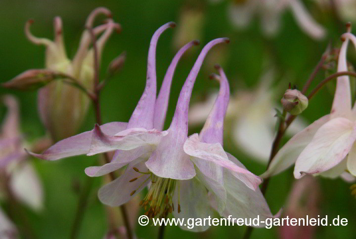 Aquilegia vulgaris – Gewöhnliche Akelei, Sporne