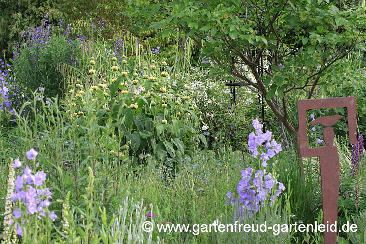 Staudenbeet mit Phlomis russeliana (Brandkraut)