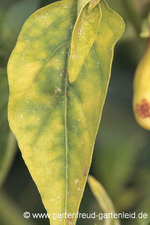 Magnesiummangel an Paprika