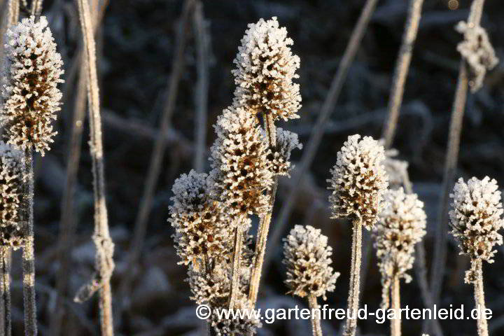 Stachys officinalis mit Reif